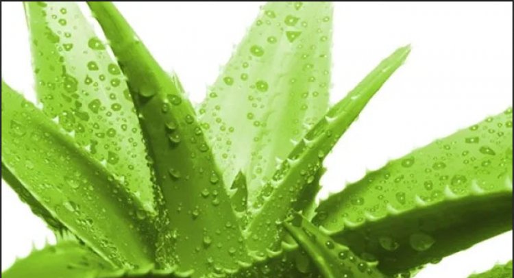 Aloe Vera Çiçeği Faydaları